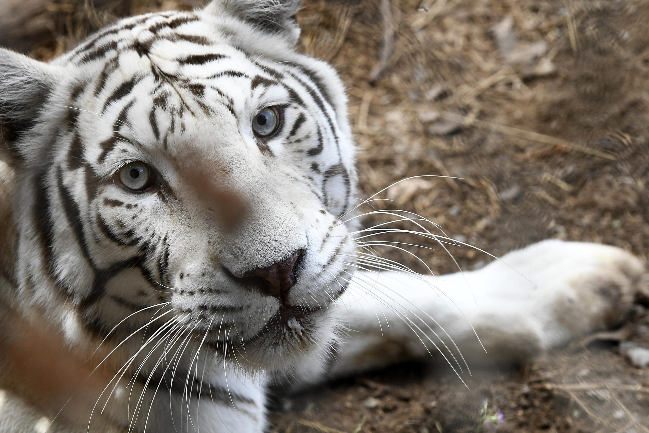 Fundo El Carmen: el bioparque de Quilpué que combina conservación, educación y visitas guiadas
