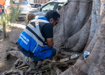 Quilpué escáner árboles