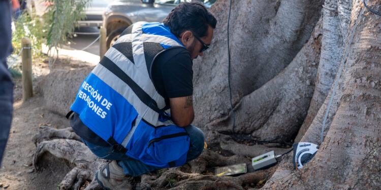 Quilpué escáner árboles