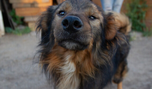 Quilpué animales