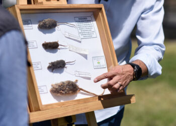 hantavirus