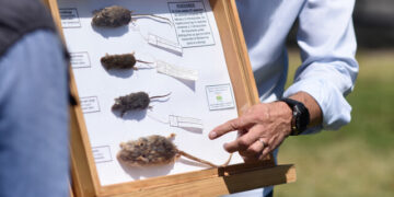 hantavirus