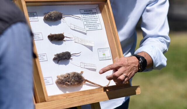hantavirus
